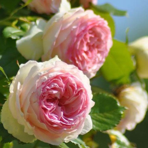 Саджанці П'єр де Ронсар плетисті троянди. Photo 3